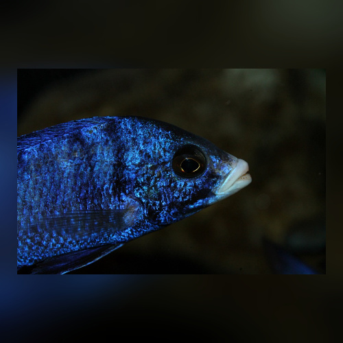 Placidochromis Phenochilus White Lips Mdoka WFNZ