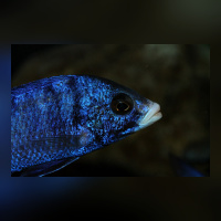 Placidochromis Phenochilus White Lips Mdoka WFNZ