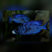 Placidochromis Phenochilus White Lips Mdoka WFNZ