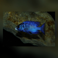 Placidochromis Phenochilus White Lips Mdoka WFNZ