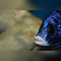 Placidochromis Phenochilus White Lips Mdoka WFNZ