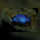 Placidochromis Phenochilus White Lips Mdoka WFNZ