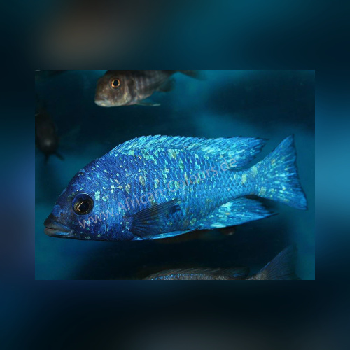Placidochromis Phenochilus Tanzania WFNZ