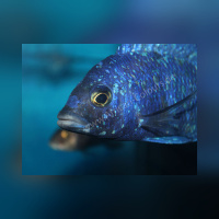 Placidochromis Phenochilus Tanzania WFNZ