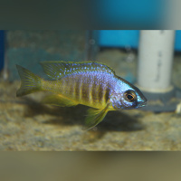 Placidochromis Electra Blackfin Makonde WFNZ