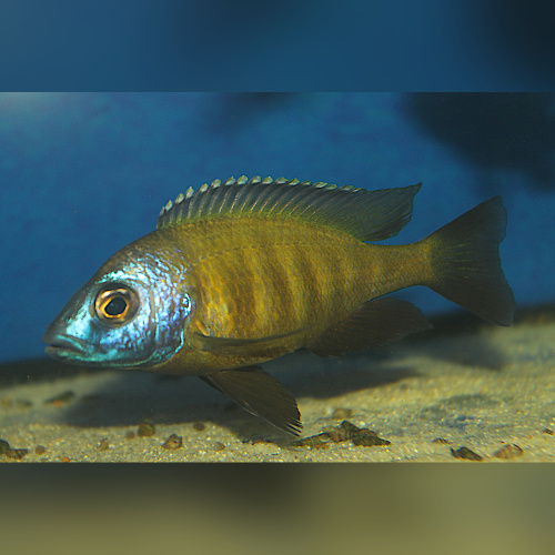 Placidochromis Electra Superior mandalawi WFNZ