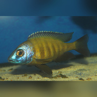 Placidochromis Electra Superior mandalawi WFNZ