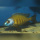 Placidochromis Electra Superior mandalawi WFNZ