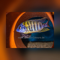 Protomelas Fenestratus Tiger Nkanda  WF/WFNZ