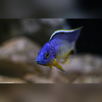 Protomelas Steveni Imperial Gome  WF/WFNZ