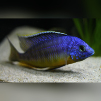 Protomelas Steveni Imperial Gome  WF/WFNZ