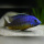 Protomelas Steveni Imperial Gome  WF/WFNZ