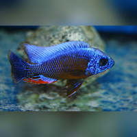 Protomelas Steveni Taiwan DNZ