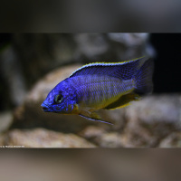 Protomelas Steveni Taiwan DNZ