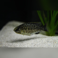 Protomelas Steveni Taiwan DNZ