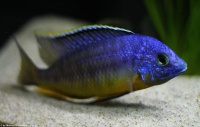 Protomelas Steveni Taiwan DNZ