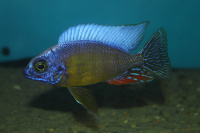 Protomelas Steveni Taiwan DNZ