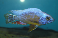 Protomelas Steveni Taiwan DNZ