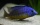 Protomelas Steveni Taiwan DNZ