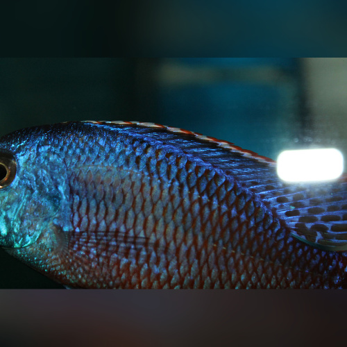 Protomelas Taeniolatus Namalenje WFNZ