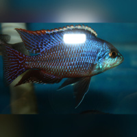 Protomelas Taeniolatus Namalenje WFNZ