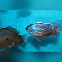 Protomelas Taeniolatus Namalenje WFNZ