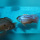 Protomelas Taeniolatus Namalenje WFNZ
