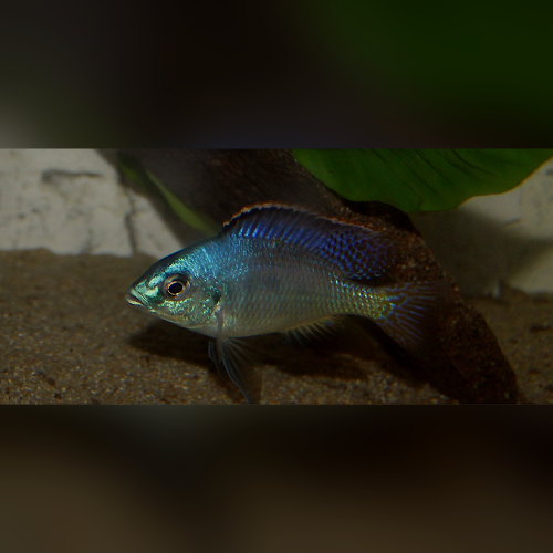 Placidochromis Johnstoni Solo WFNZ