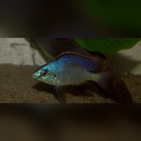 Placidochromis Johnstoni Solo WFNZ