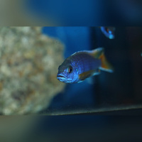 Pseudotropheus Acai DNZ