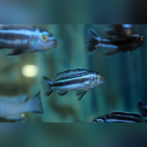 Pseudotropheus cyaneorhabdos(Maingano)DNZ