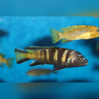 Pseudotropheus Elongatus Chailosi DNZ