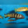 Pseudotropheus Elongatus Chailosi DNZ