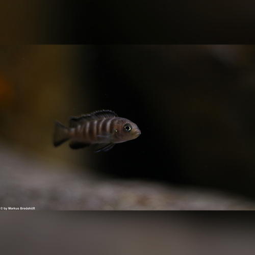 Pseudotropheus Elongatus Chewere WFNZ