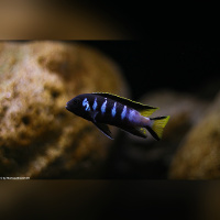 Pseudotropheus Elongatus Chewere WFNZ
