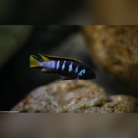 Pseudotropheus Elongatus Chewere WFNZ