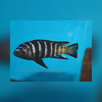 Pseudotropheus Elongatus Goldbar Chizumulu