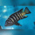 Pseudotropheus Elongatus Goldbar Chizumulu