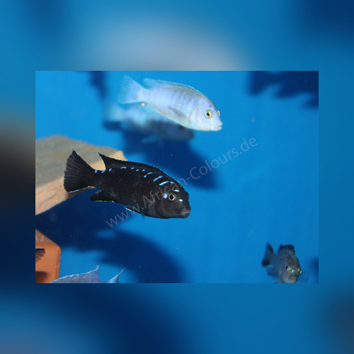 Pseudotropheus Elongatus Neonspot DNZ