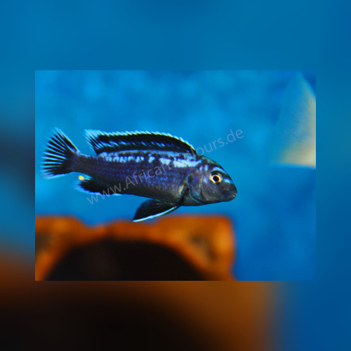 Pseudotropheus Interruptus WFNZ