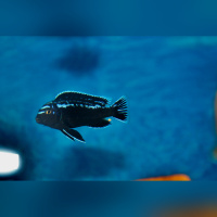 Pseudotropheus Interruptus WFNZ