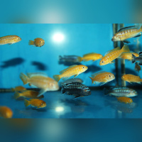 Pseudotropheus Interruptus WFNZ