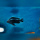Pseudotropheus Interruptus WFNZ