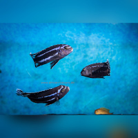 Pseudotropheus Johanni Gome WF / WFNZ