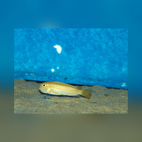 Pseudotropheus Johanni Gome WF / WFNZ