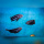 Pseudotropheus Johanni Gome WF / WFNZ