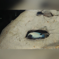 Pseudotropheus Polit WFNZ /WF
