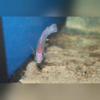 Pseudotropheus Red TOP Ndumbi WF