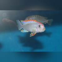 Pseudotropheus Red TOP Ndumbi WF