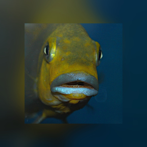 Pseudotropheus Williamsi Blue Lips Makonde WFNZ